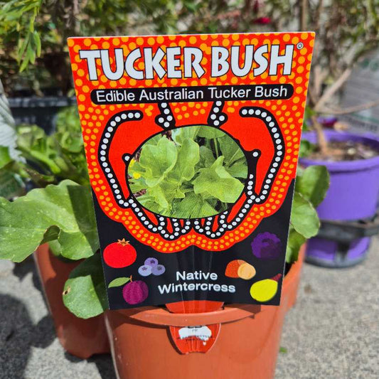 Native Wintercress - Barbarea australia