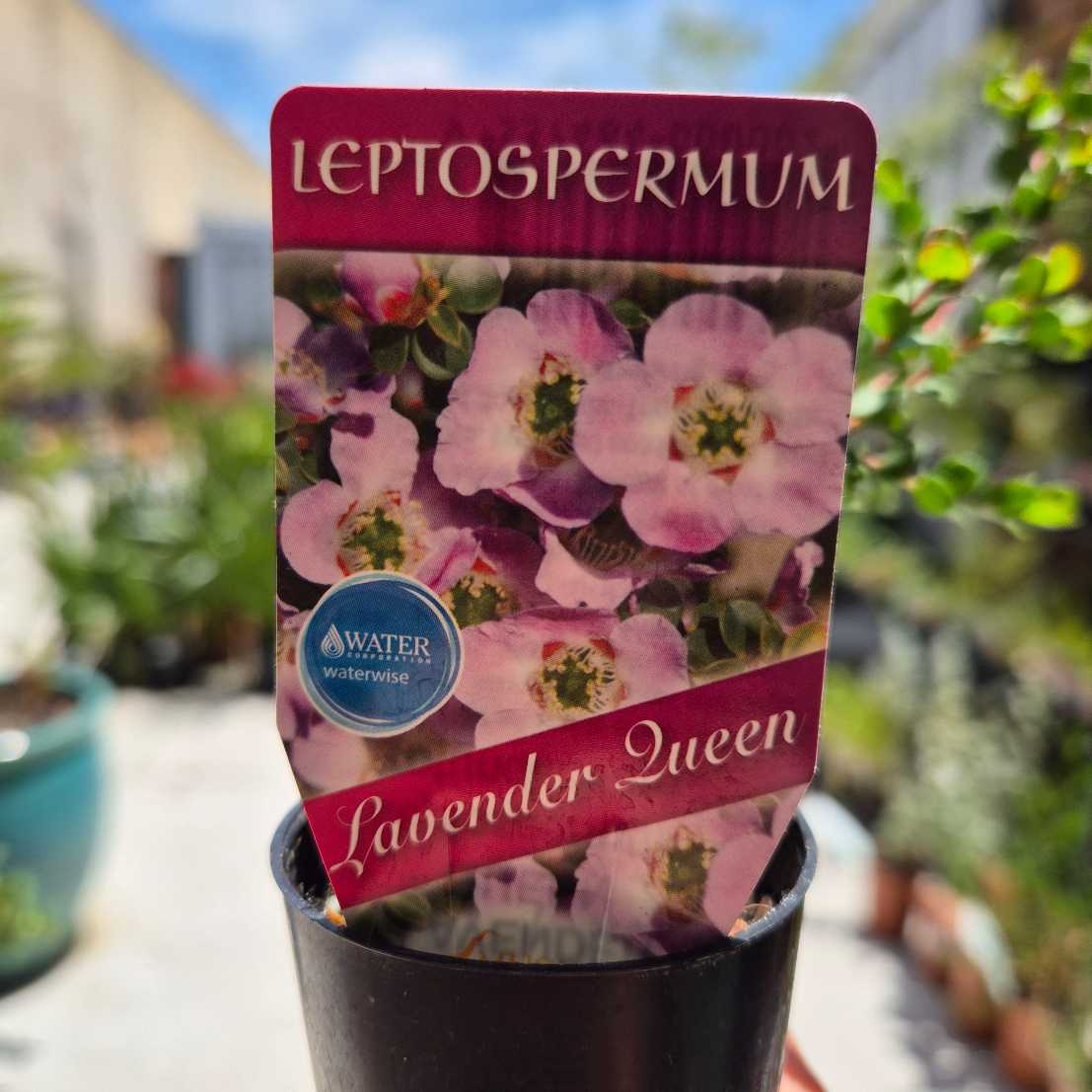 Leptospermum 'Lavender Queen'