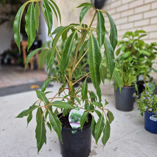Umbrella Tree -Tupidanthus calyptratus