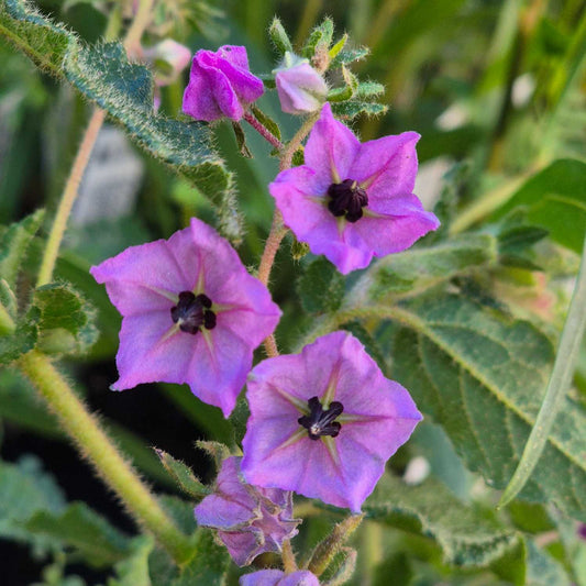 Thomasia purpurea x solonacea