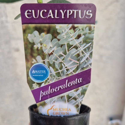 Eucalyptus pulverulenta - Silver Dollar Gum