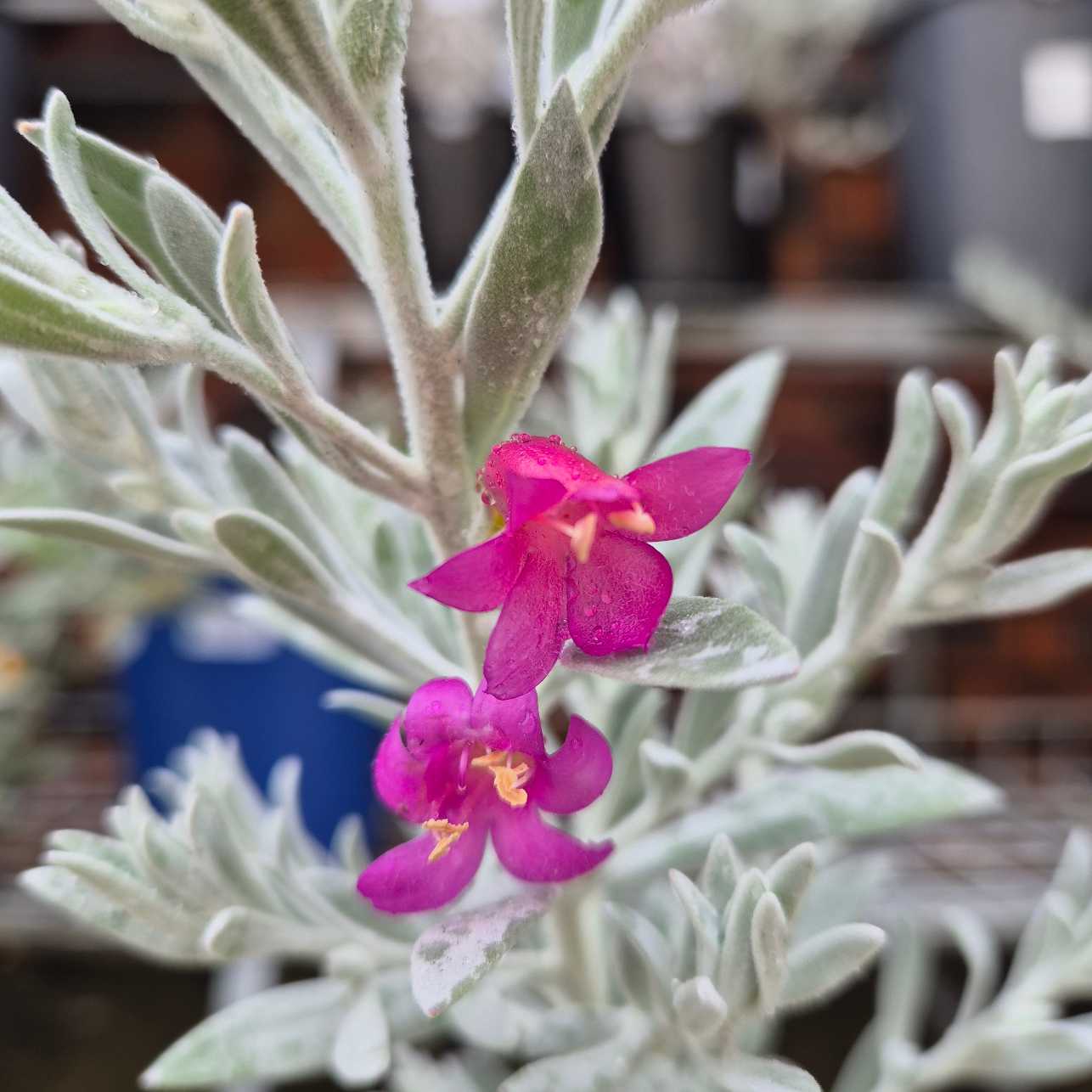Eremophila 'Pink Pantha'