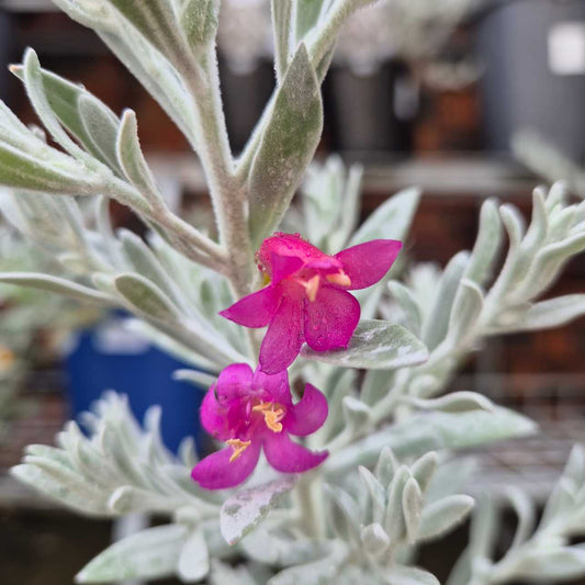 Eremophila 'Pink Pantha'