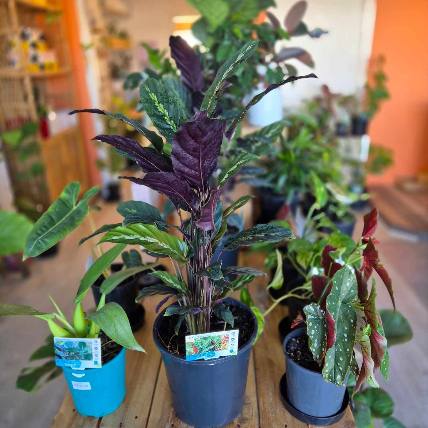 Calathea maui Queen