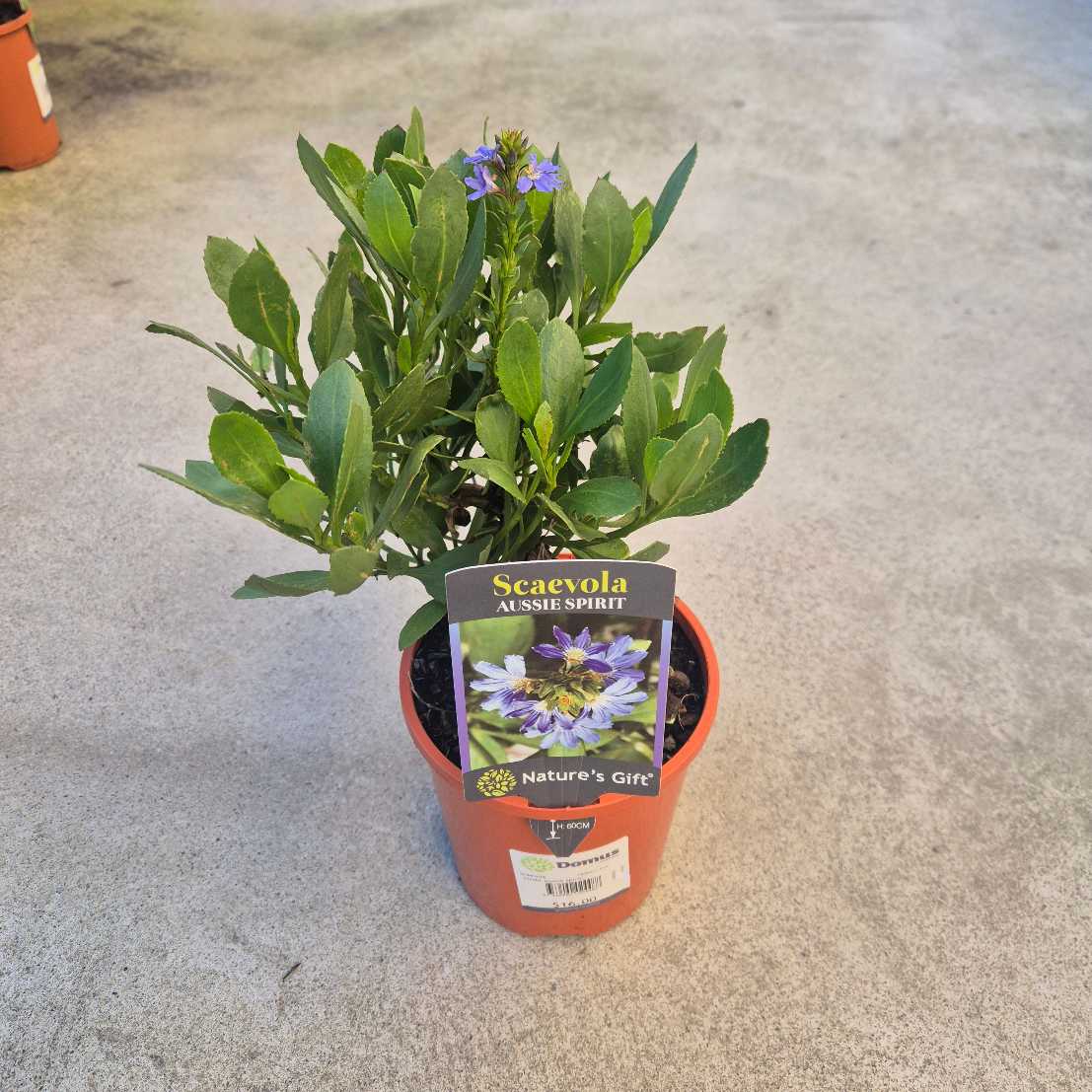 Scaevola nitida 'Aussie Spirit'