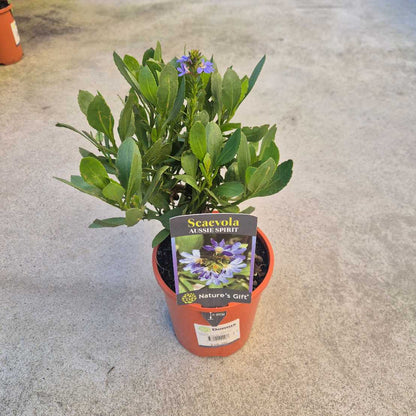 Scaevola nitida 'Aussie Spirit'