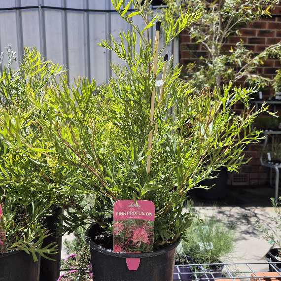 Grevillea Pink Profusion
