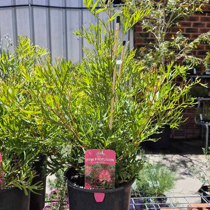 Grevillea Pink Profusion