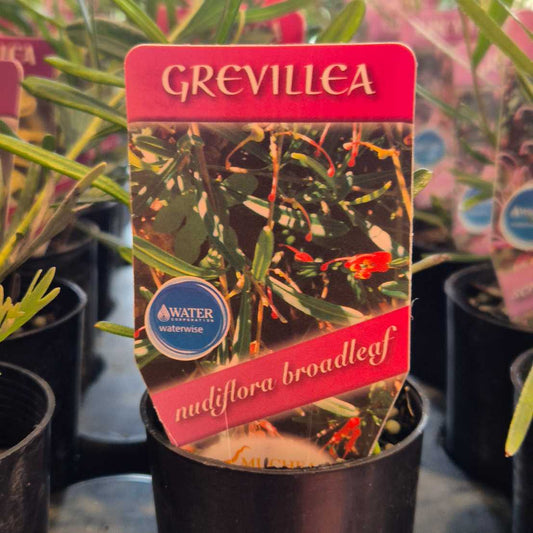 Grevillea nudiflora - broadleaf form