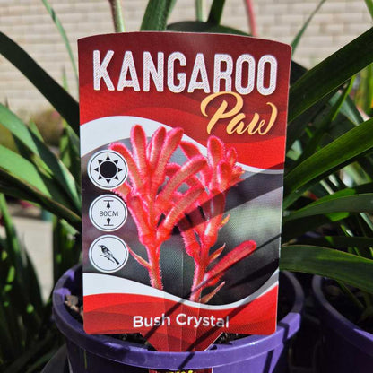 'Bush Crystal' Kangaroo Paw
