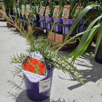 Grevillea 'Legacy Flame'