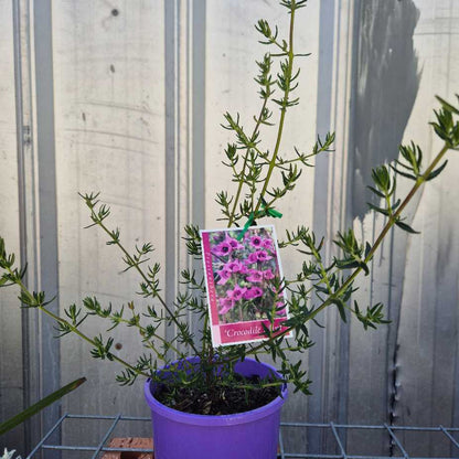 Prostanthera crocodyloides