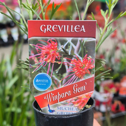 Grevillea 'Winpara Gem'