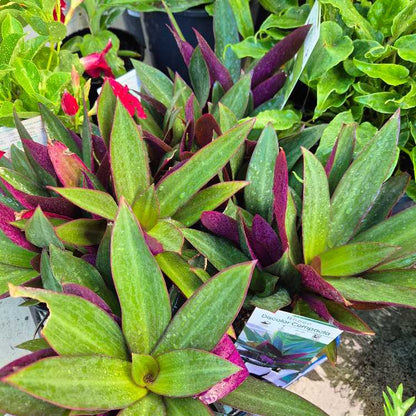 Tradescantia spathacea