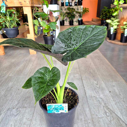 Alocasia regal
