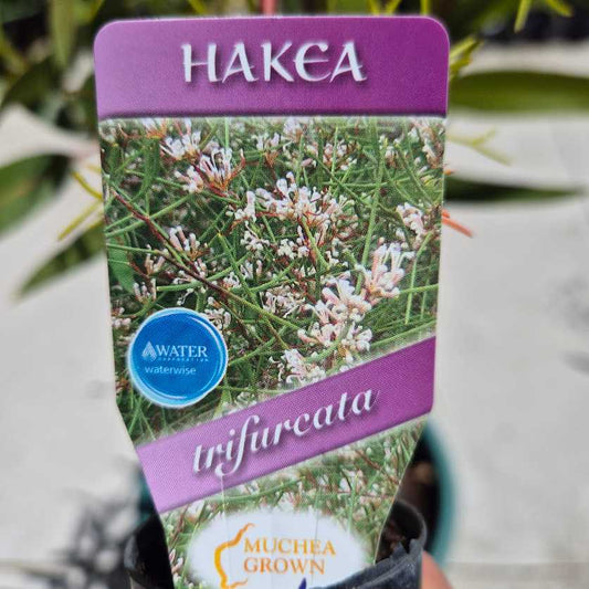 Two-Leaf Hakea - Hakea trifurcata