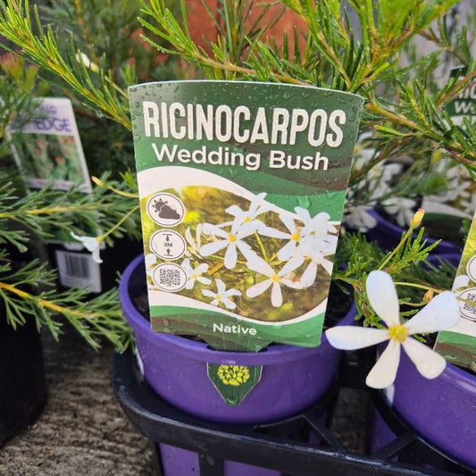 Wedding Bush - Ricinocarpos tuberculatus
