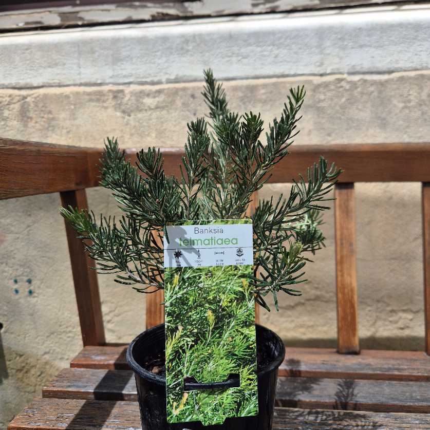 Banksia telmatiaea