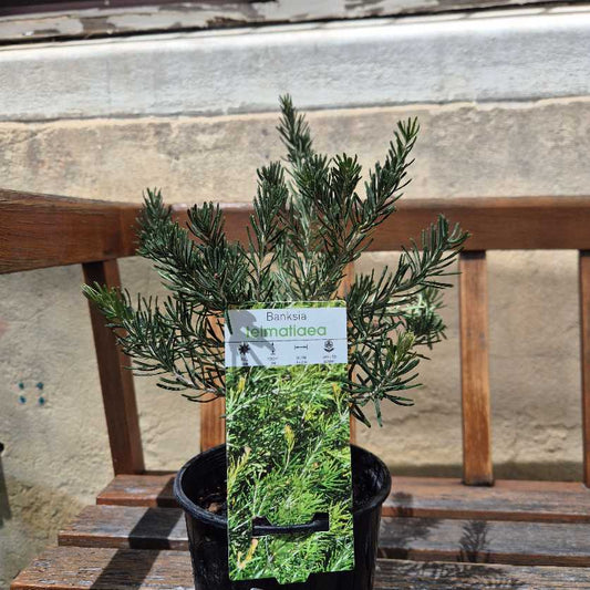 Banksia telmatiaea