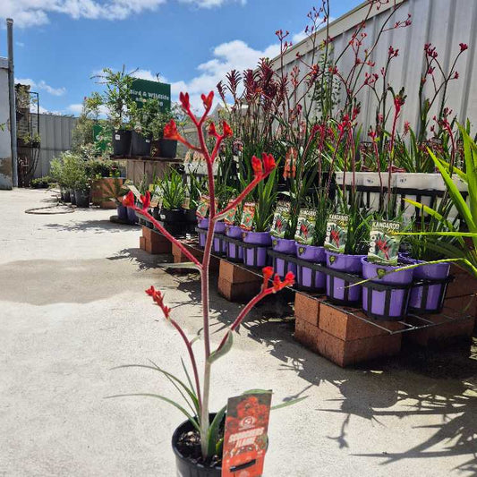 Anigozanthos 'Scorchers Flame'