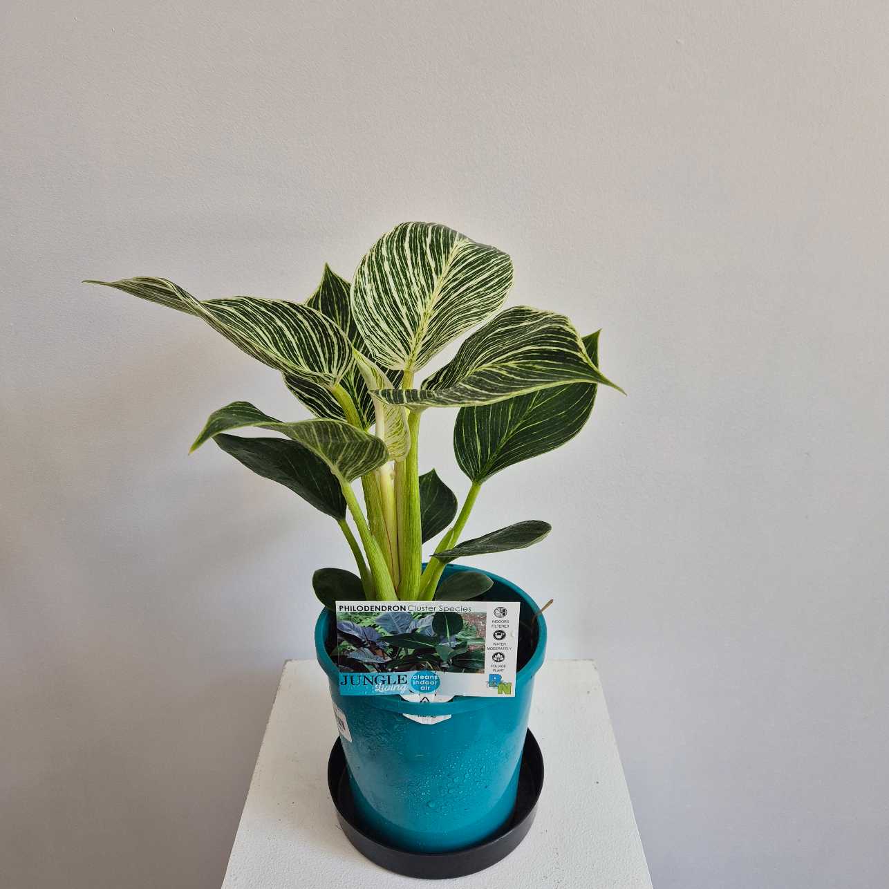 Philodendron Birkin