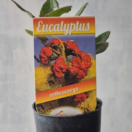 Illyarrie Red Capped Gum - Eucalyptus erythrocorys