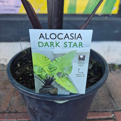Alocasia Dark Star