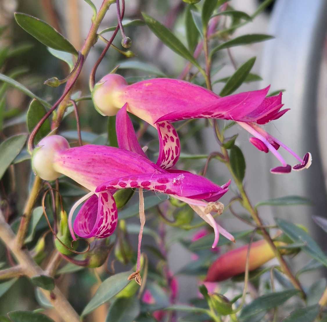 Eremophila 'Magic Blush'