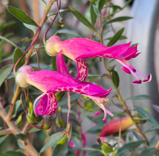 Eremophila 'Magic Blush'