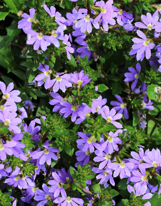 Scaevola 'Aussie Crawl' - Ground Cover Plant