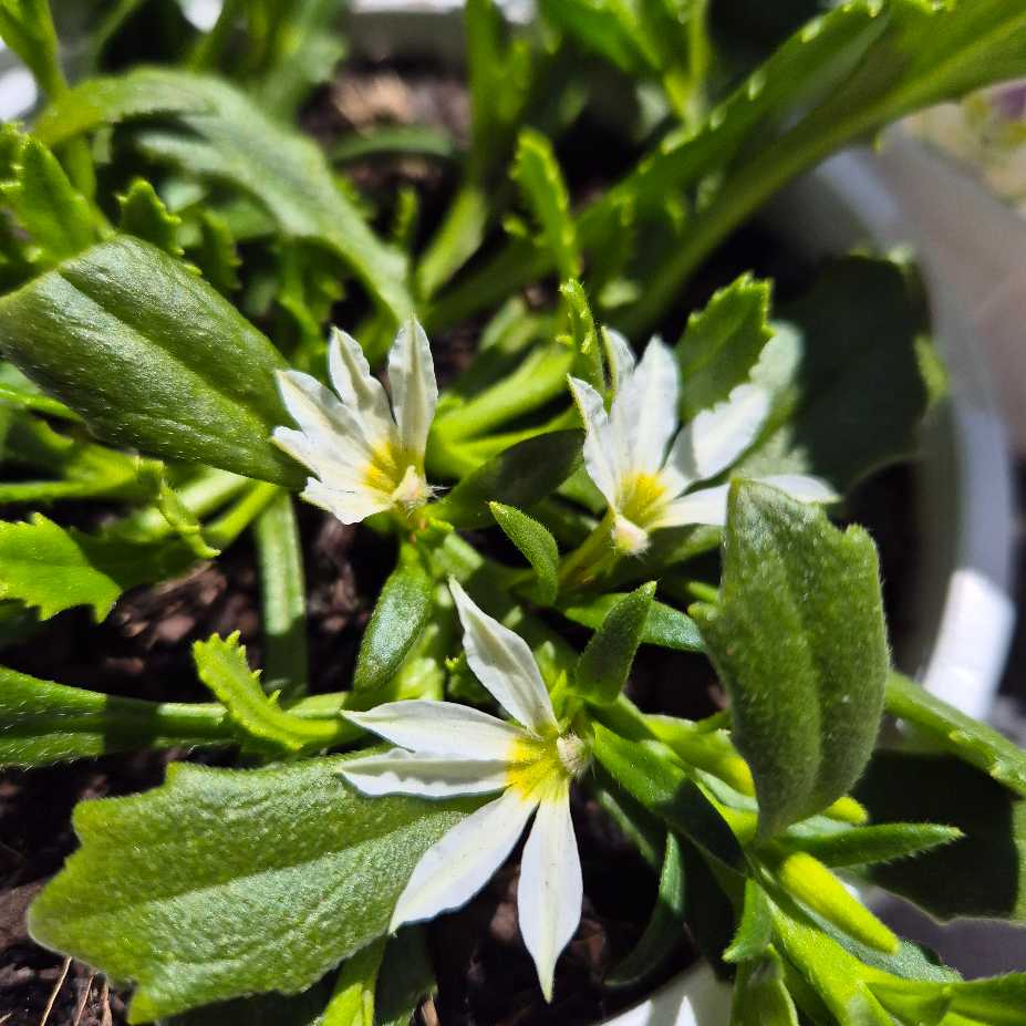 Close-up of a plant with small white flowers and green leaves.