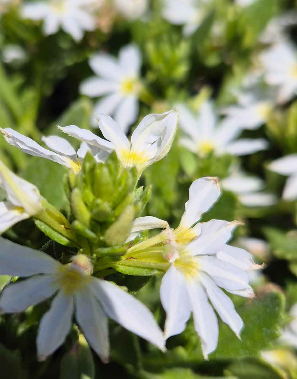 close up of white flower