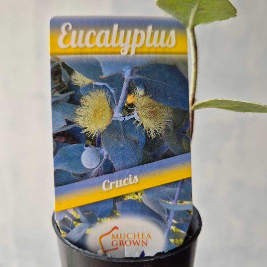 Potted eucalyptus plant with packaging labeled 'Eucalyptus Crucis' and 'Muchea Grown'.
