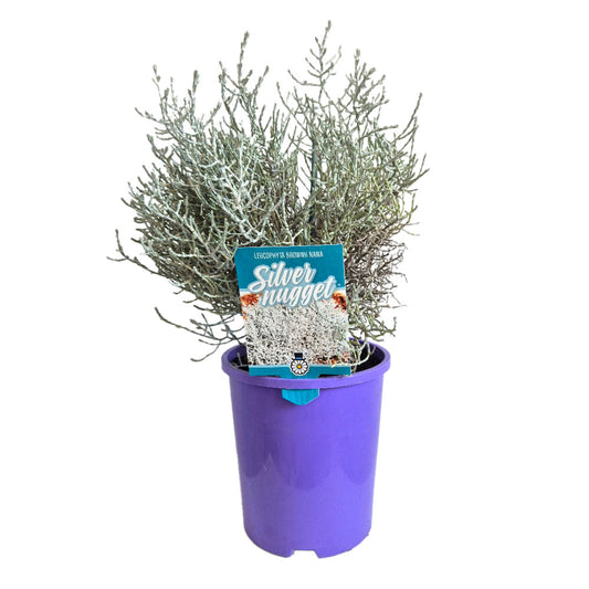 Leucophyta  'Silver Nugget'