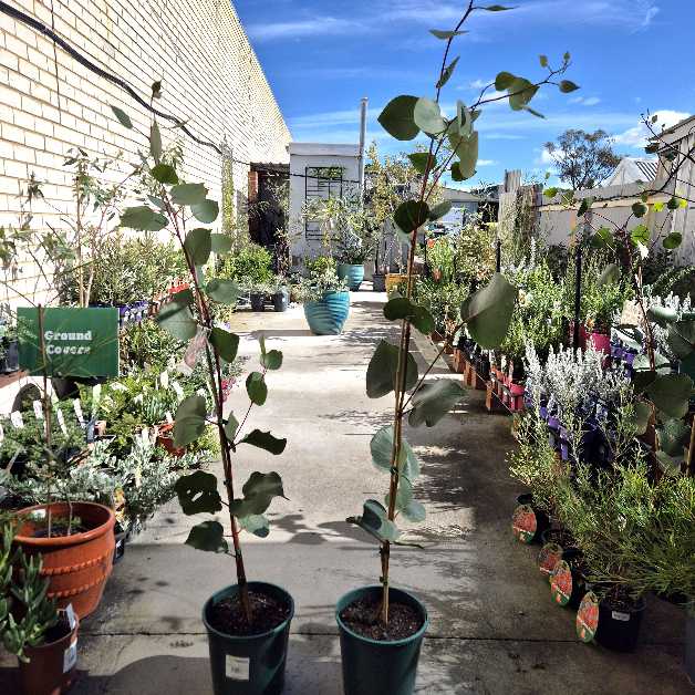 Garden center with potted plants and a clear blue sky
