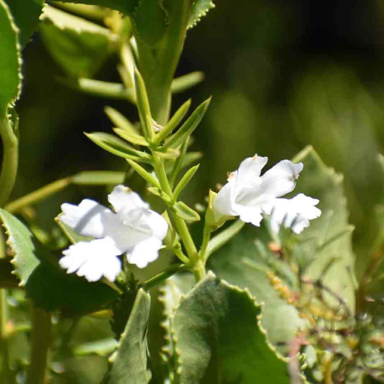 White Snake Bush - Ground cover plant
