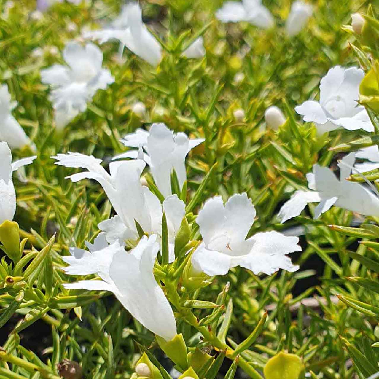 White Snake Bush - Ground cover plant