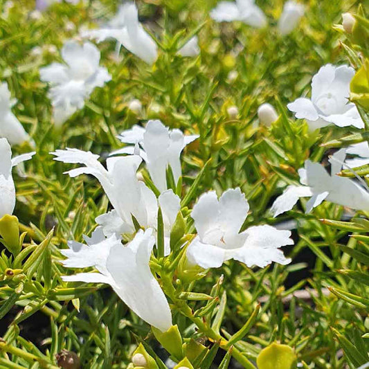 White Snake Bush - Ground cover plant