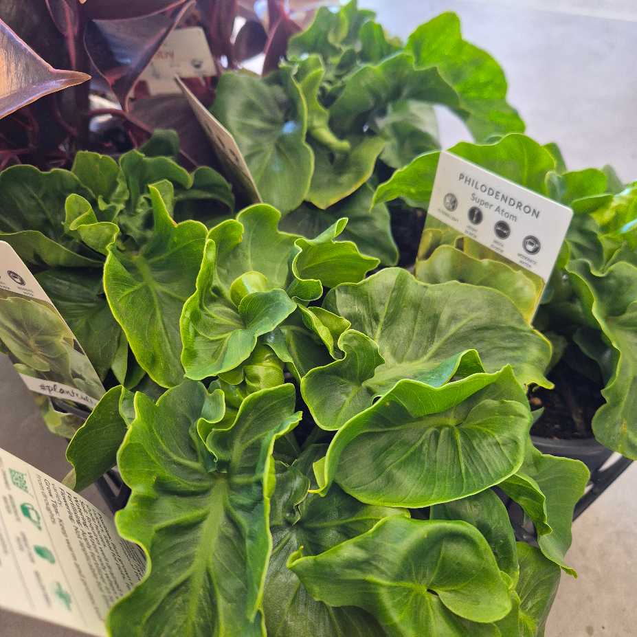 Green philodendron plant with care label in a pot