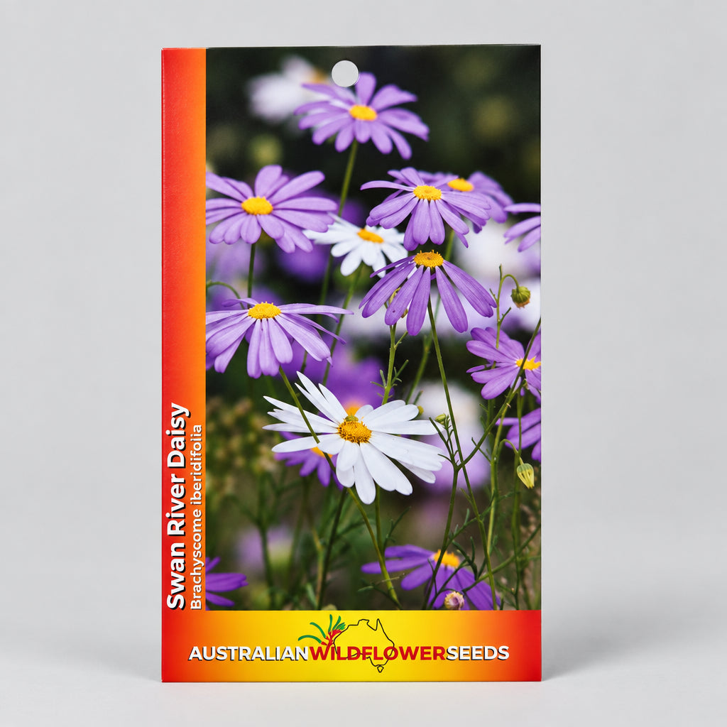 A seed packet for Swan River Daisy (Breiflora densifolia) from Australian Wildflower Seeds, featuring a vibrant orange and red border with a photo of purple and white daisies, shown against a textured off-white wall.