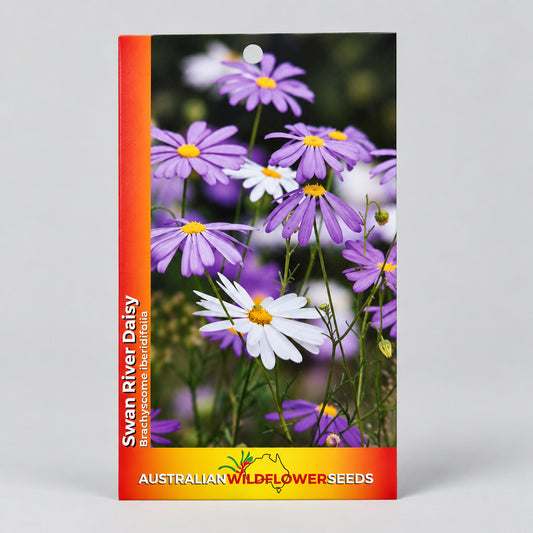A seed packet for Swan River Daisy (Breiflora densifolia) from Australian Wildflower Seeds, featuring a vibrant orange and red border with a photo of purple and white daisies, shown against a textured off-white wall.