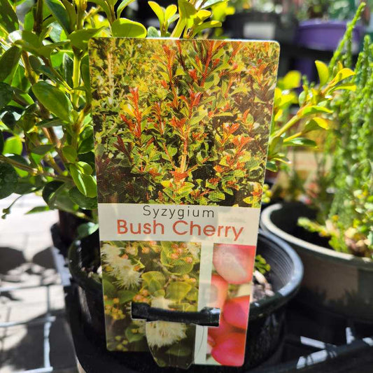 Syzygium Bush Cherry plant tag with plants in the background