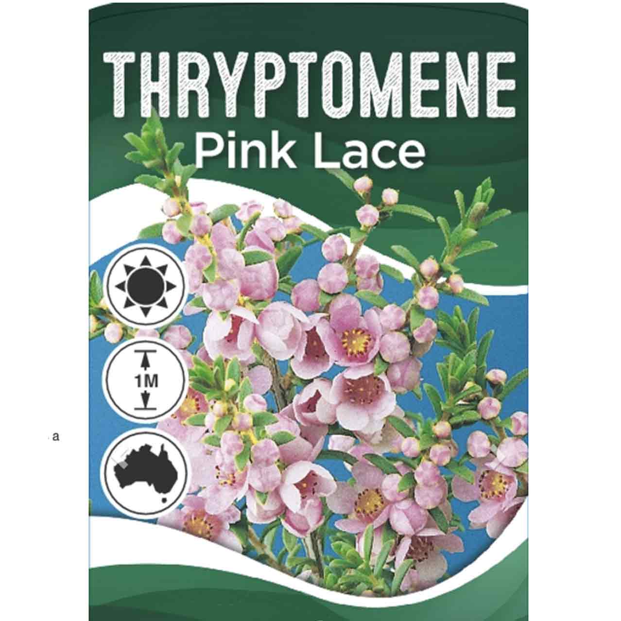Thryptomene saxicola 'Pink Lace'