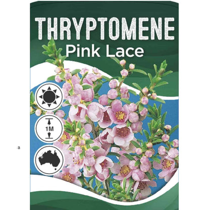 Thryptomene saxicola 'Pink Lace'