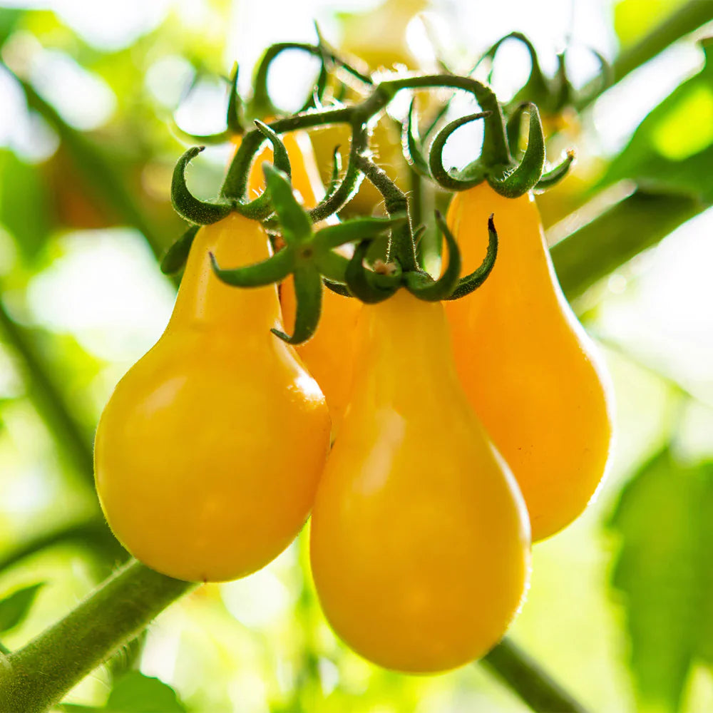 Yellow tomatoes on a vine with a blurred green background