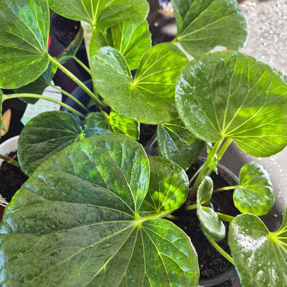 Tractor Seat Plant