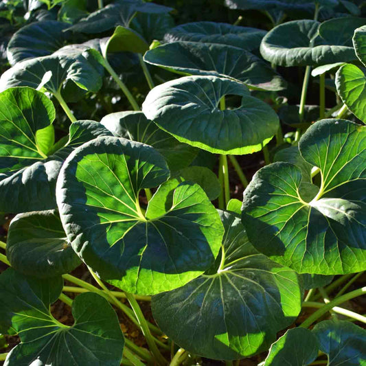 Tractor Seat Plant