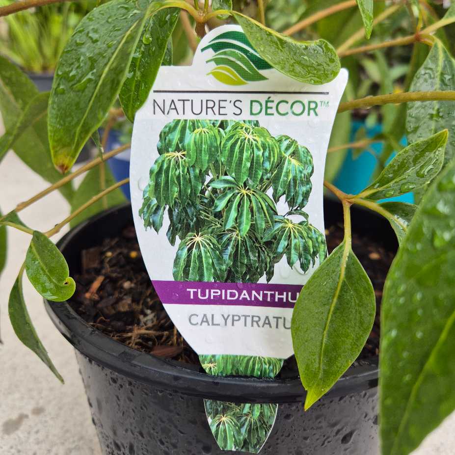 Potted plant with a 'Nature's Decor' label on a neutral background