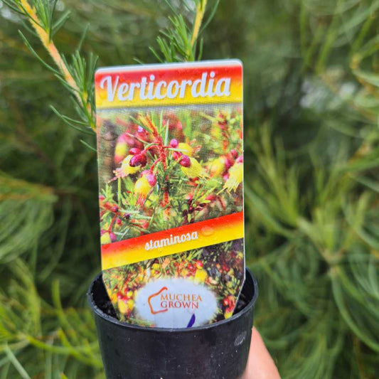 verticordiastaminosa label