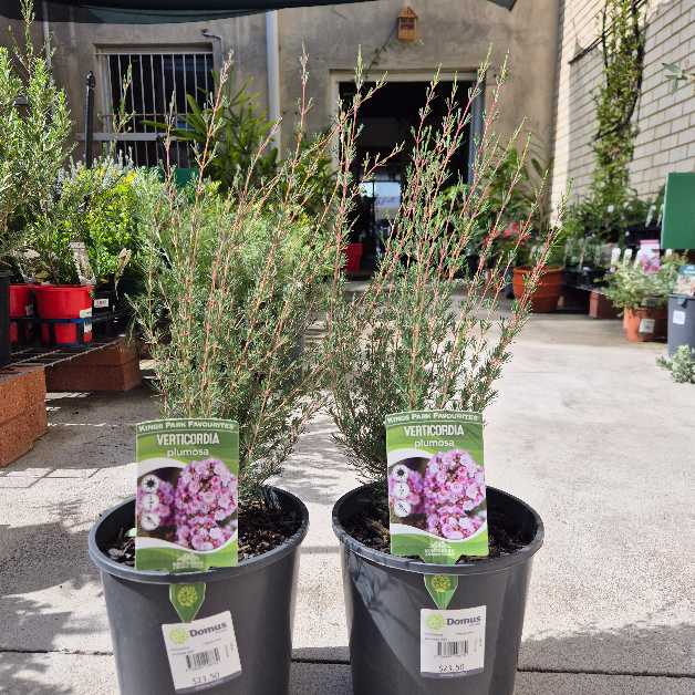 Two potted plants with decorative labels in a garden center setting